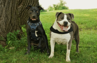 Hero VIP Club Members Helped An Overlooked Rescue Dog Become Someone’s Answered Prayer