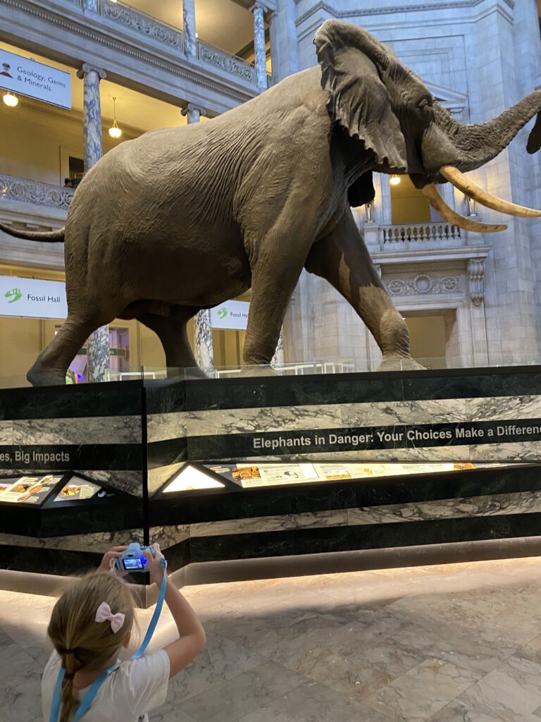 Washington DC Field Trip Ideas an image of a student in the Smithsonian National Museum of Natural History in front of an elephant statue