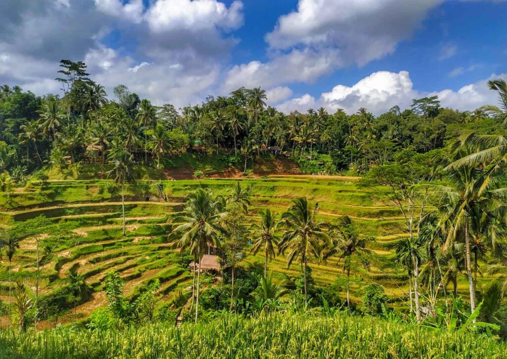 Visiting the Tegalalang Rice Terraces is one of the best things to do in Ubud, Bali