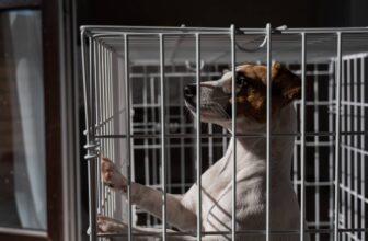 Is It Cruel to Crate a Dog While at Work? Controversy Ahead!