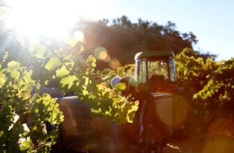 Why 2021 is a Classic Vintage for Alexander Valley Cabernet Sauvignon