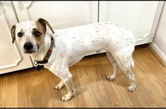 6 Ways to Prepare Your Dog for Fireworks Starting NOW