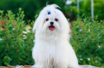 Flea & Tick Prevention for Malteses: A Safe & Effective 4 Step Plan