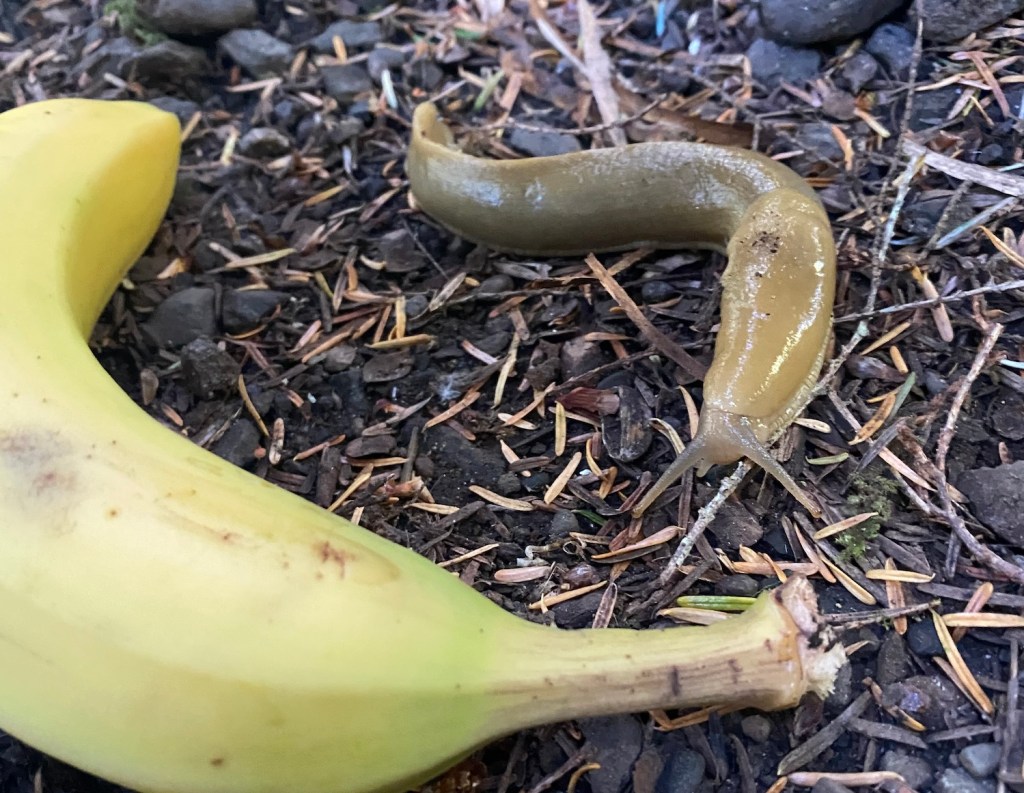 A Washington banana slug posing next to an actual banana.
