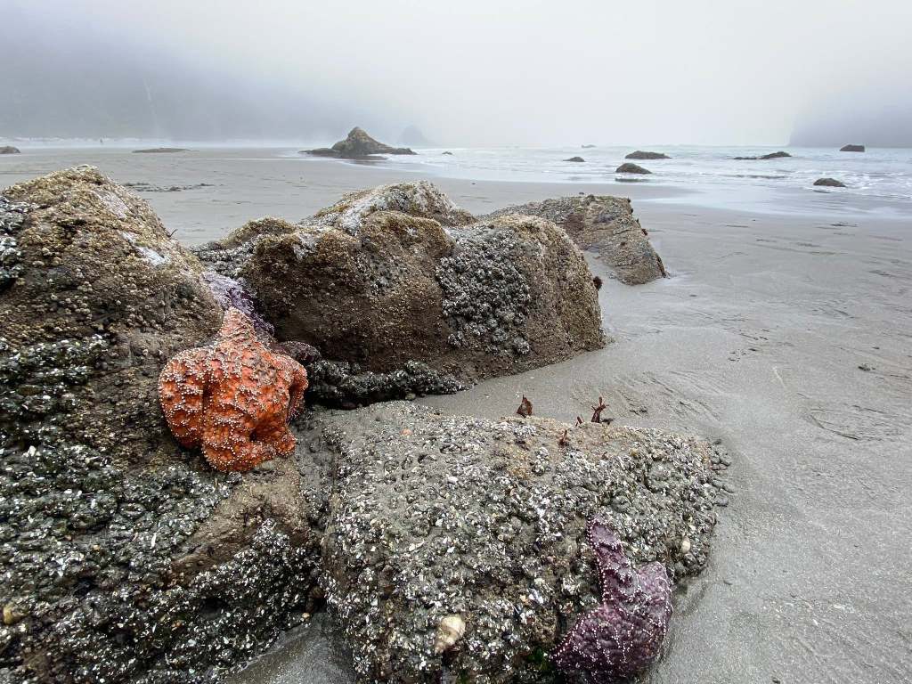 Orange sea star on a rock. Ocean in background.
