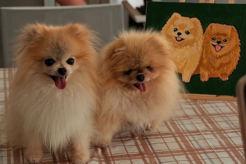 Paint ur Pup