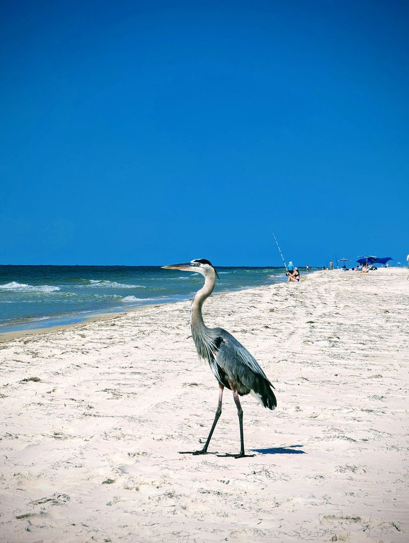 Sand So White It Fools the Eye Sand So White It Fools the Eye