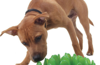 10 Fun Mind Games for Your Dog