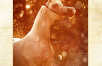 One last dance… – The Arabian Magazine