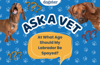 Ask Dr. Paola – HELP! At What Age Should My Labrador Be Spayed? (August 24, 2026) — Dogster