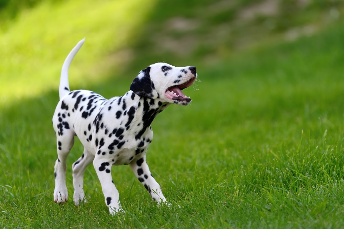 Dalmatian full of lively energy and playful confidence.