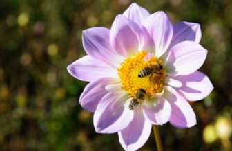 The Difference Between Bees, Wasps, and Hornets