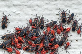 Winter Pest Control in Springfield, Missouri