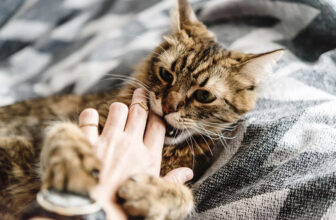 How to Train a Cat to Stop Biting in 9 Easy Steps