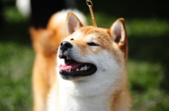 11 Sassy Dog Breeds That Always Need The Last Word