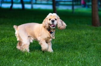 Flea & Tick Prevention for Cocker Spaniels: A Safe & Effective 4 Step Plan
