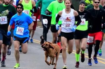 Bloodhound Crashes a Half-Marathon and Accidentally Finishes 7th
