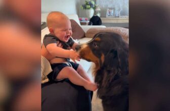 Family Dog Sends Baby Into Giggle Fits With Endless Kisses
