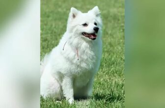 Tiny Pomeranian Defies Expectations to Become a Police Tracking Dog