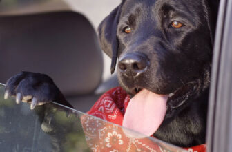 AKC Backs Its New Rule With Fines Up to $10,000 — Dogster