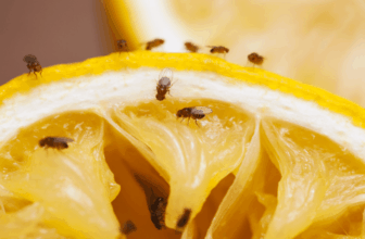 House Fly vs Fruit Fly Identification