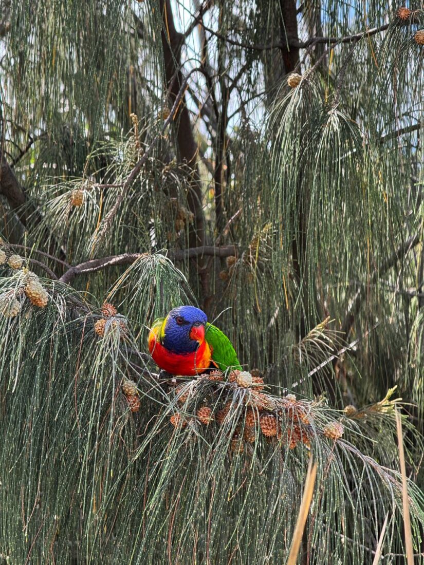 bird in broadbeach australia