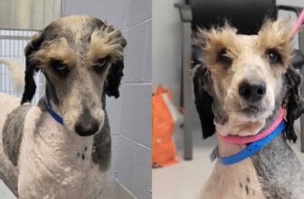 Shelter Dog’s Magnificent Eyebrows Make Him Look Like He’s Judging Everyone