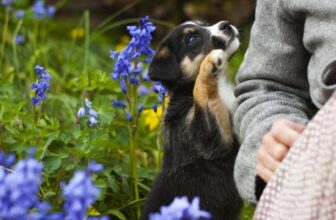 Why Do Dogs Lean on You?