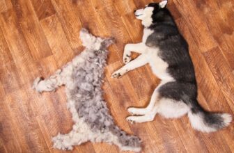 How to Groom a Double-Coated Dog at Home Step by Step