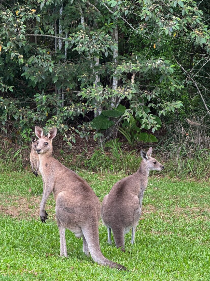 kangaroos in australia