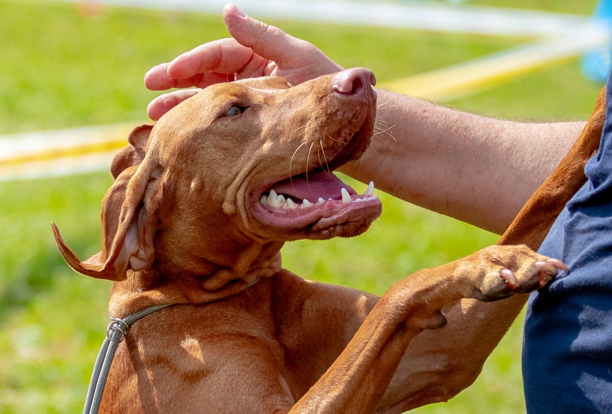 Vizsla showing graceful athleticism and endless enthusiasm for adventure.
