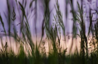 Belonging begins with wellbeing: Five steps to build it