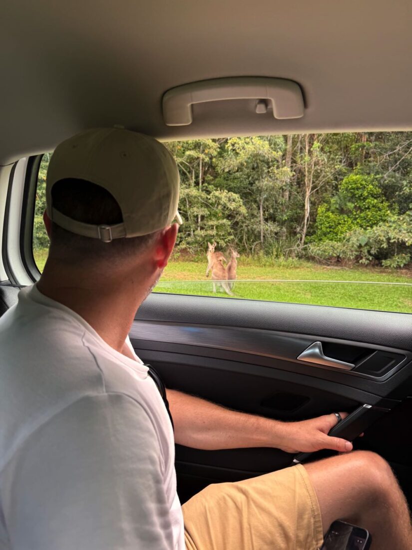 driving gold coast kangaroo spotting