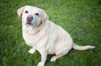 How to Spot Dog Obesity Before it Becomes a Bigger Problem — Dogster