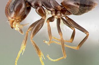Why Ants Invade Homes | Stomp Pest Control NC