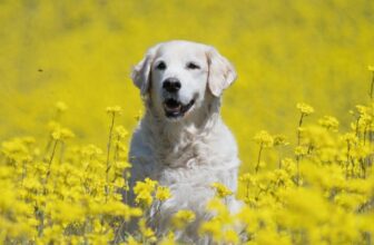 500 Polish Dog Names – Puppy Leaks
