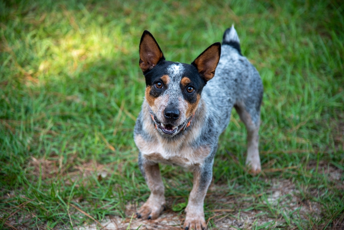 Australian Cattle Dog radiating determination, endurance, and nonstop working spirit.