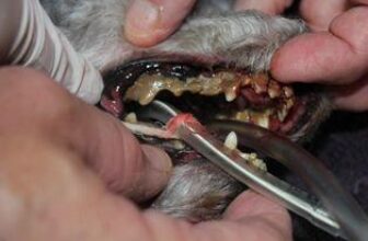 VIDEO: How To Properly Brush Your Dog’s Teeth
