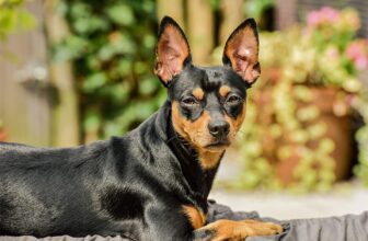 Flea & Tick Prevention for Miniature Pinschers: A Safe & Effective 4 Step Plan