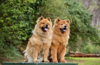 Flea & Tick Prevention for Chow Chows: A Safe & Effective 4 Step Plan