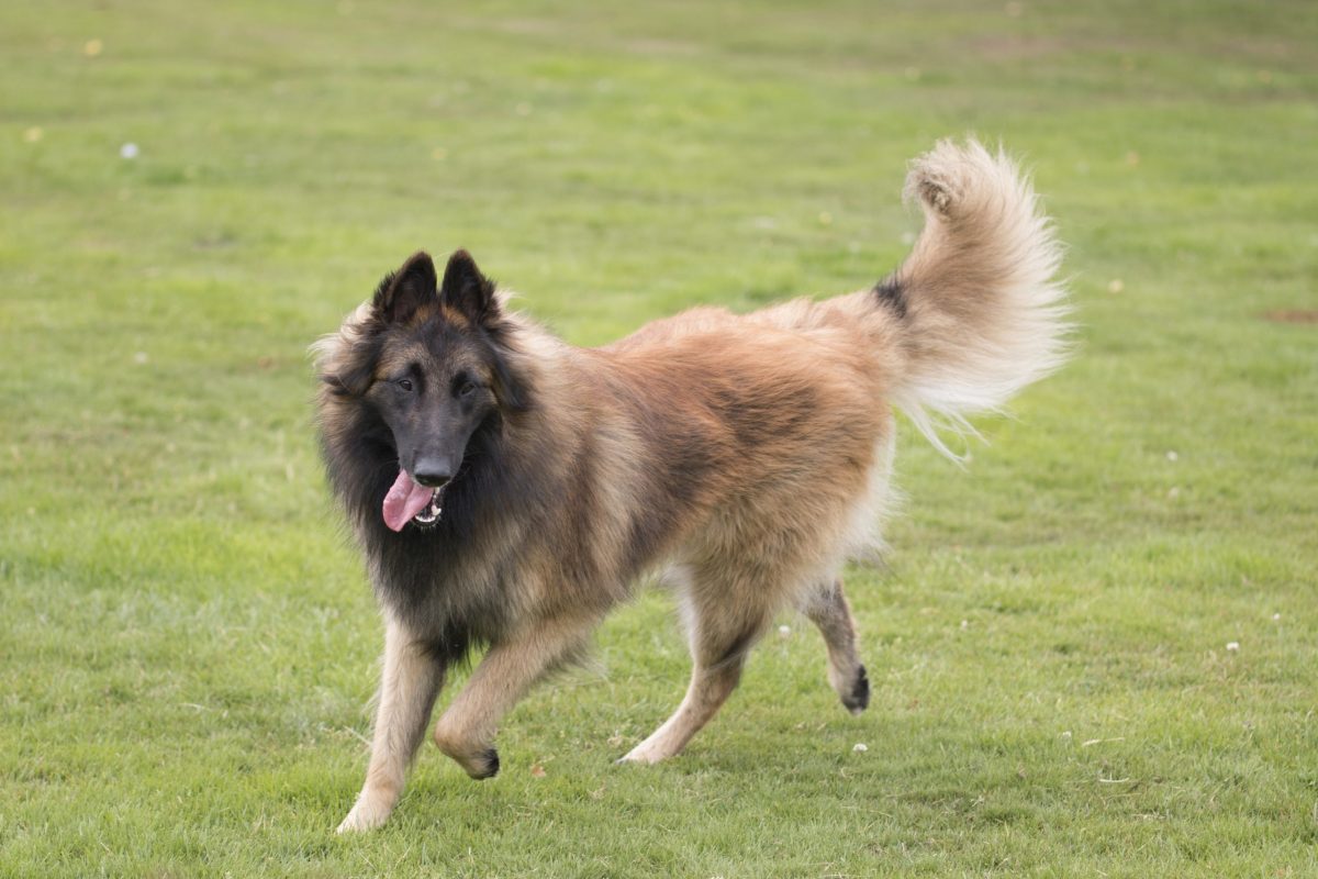 Belgian Tervuren displaying tireless energy and focused working drive.