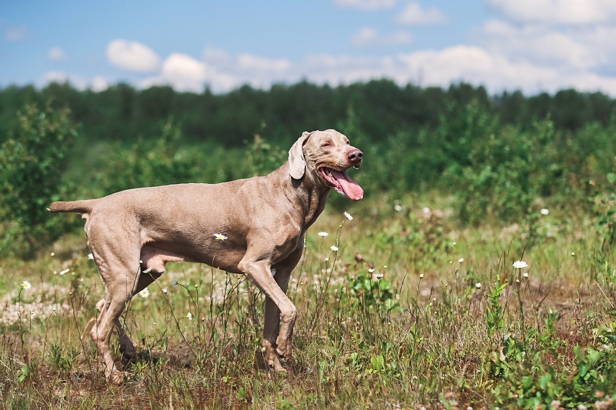 Weimaraner displaying sleek athleticism and tireless determination.
