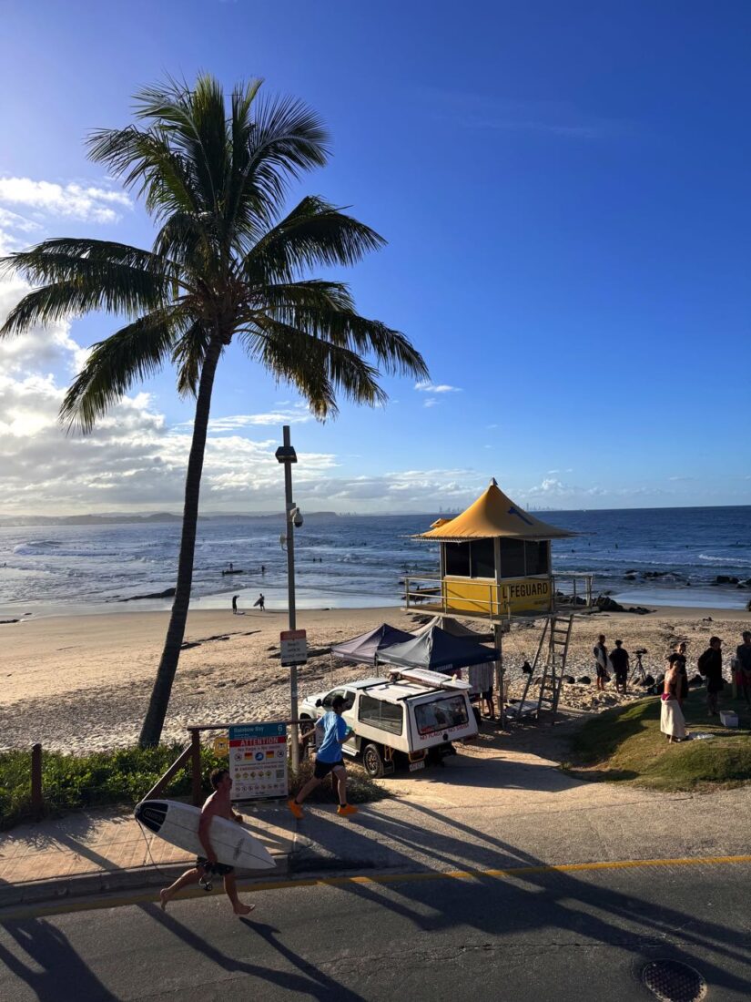 snapper rocks palm tree