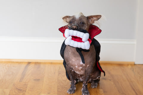 Hairless dog in a Dracula costume holding P.L.A.Y.’s vampire teeth plush squeaky dog toy, perfect for Halloween pet photos.