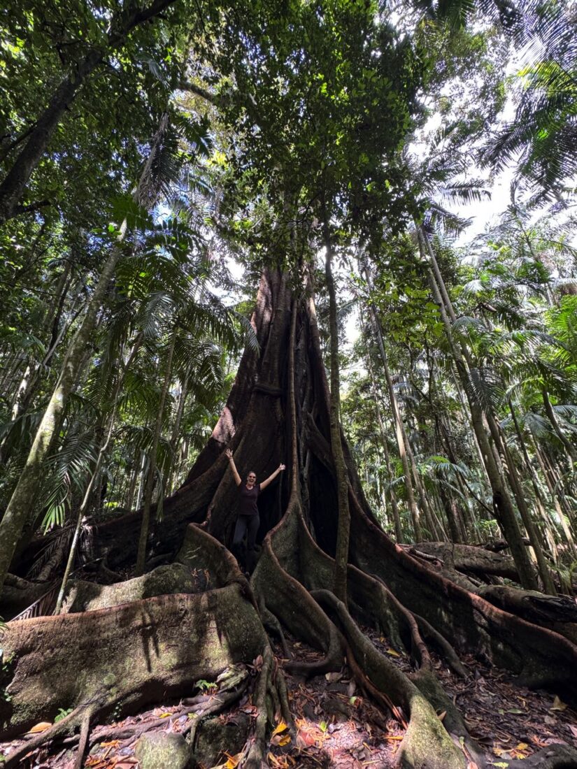 tamborine national park trees