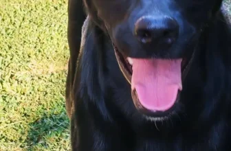 1 year old female Labrador Retriever cross Pointer available for adoption