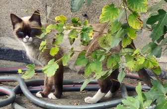 The Bandit Who Stole My Heart — Catster