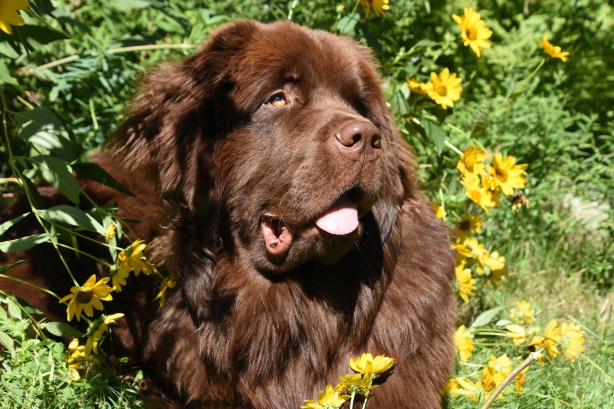 Newfoundland showing a tender expression that reflects gentle and affectionate sweetness.