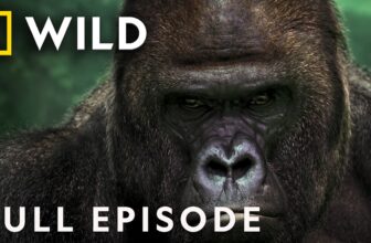 Raw Power (Full Episode) | Superbeast | Nat Geo Animals