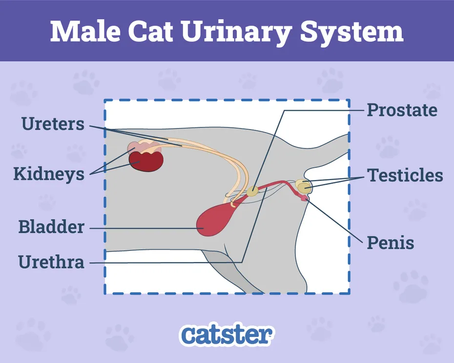 Male Cat Urinary System